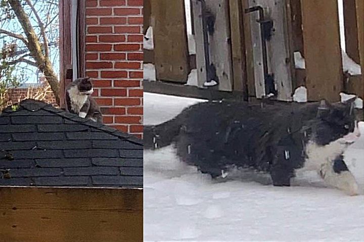 stray cat snow
